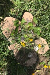 thumbnail_IMG_3173